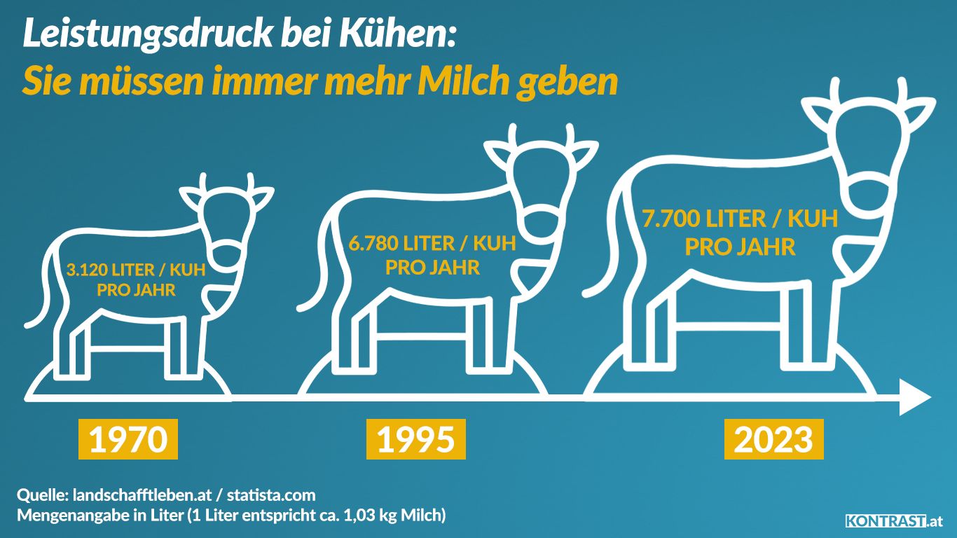 Leistungsdruck bei Kühen